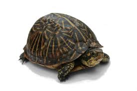 Turtle 1